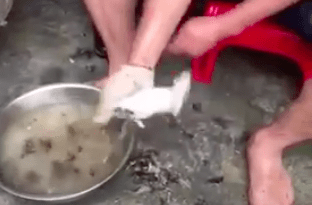 China-Mouse